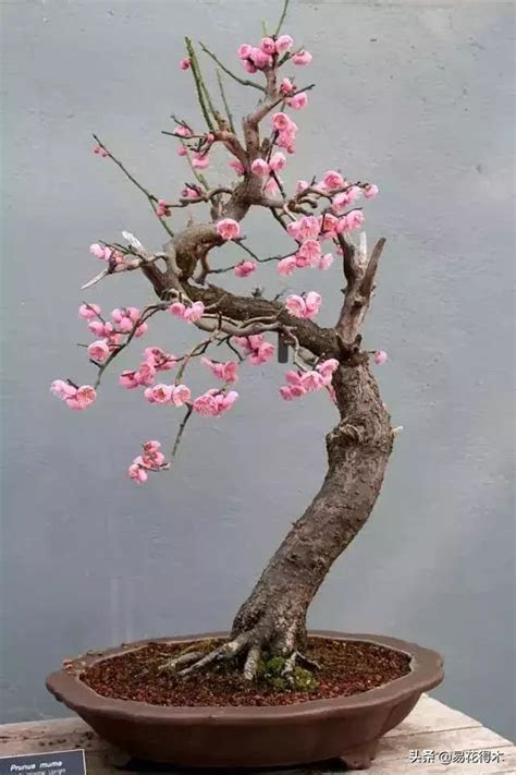 種櫻花盆栽